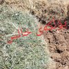 گزرەی فرۆش