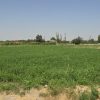زمین کشاورزی دارای چاه عمیق با پروانه