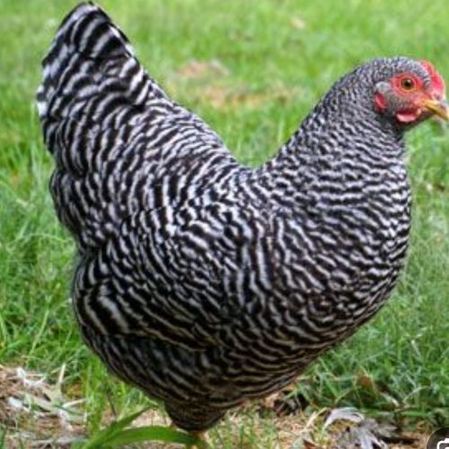 تخم نطفه‌دار پلیموت راک و مرندی