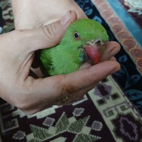ملنگو