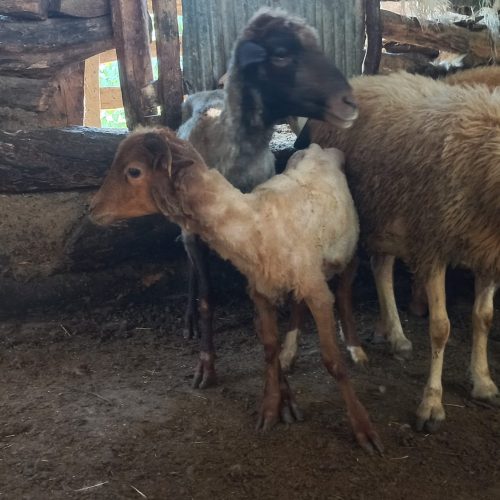 گوسفند وره مار بره نر با 2تامیش آبستن