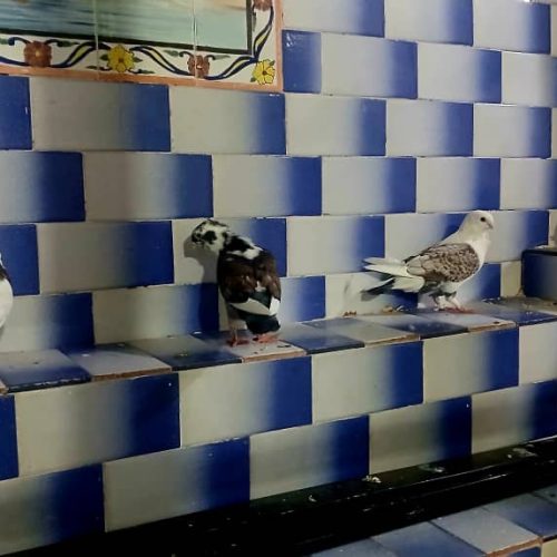 شش عدد کبوتر چهار تا طوقی دوتا دوکت موشی