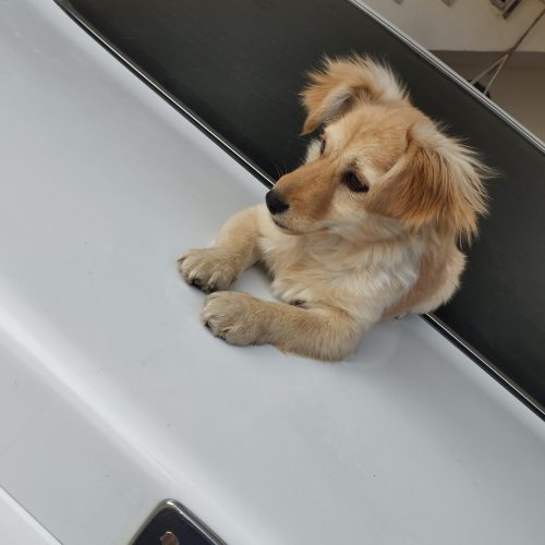 نژاد پتمرانیا