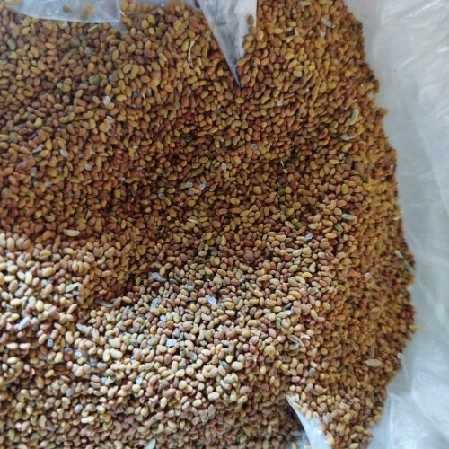 بذر یونجه آماده کشت سالم