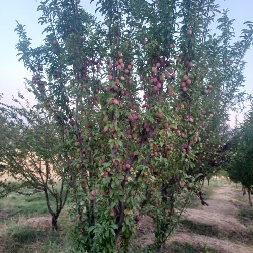 فروش باغ آستانه فوری