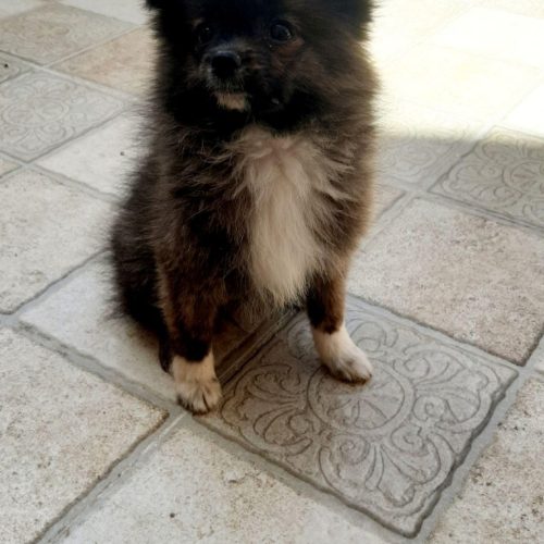 واگذاری یک سگ نژاد پامراننین روباهی فوری