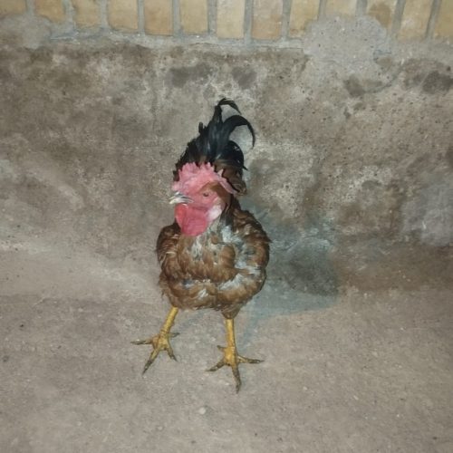 شوشتر شهرک اندیشه