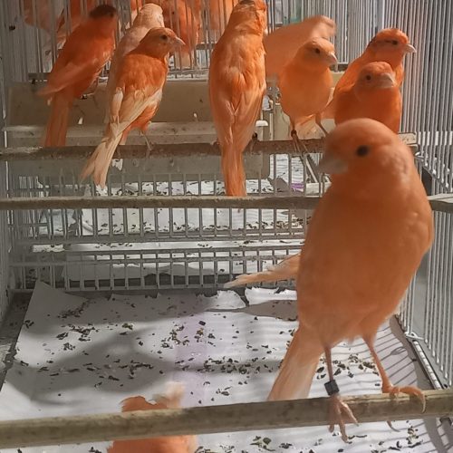 قناری اورجینال