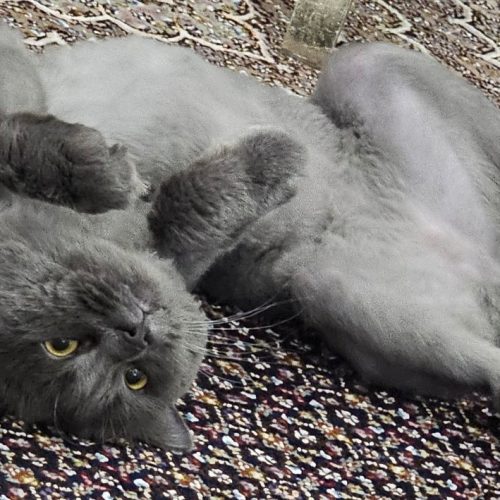 گربه نر برای جفت گیری