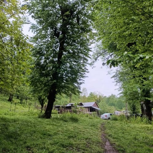 اجاره کلبه جنگلی