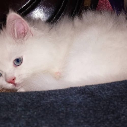 گربه پرشین ماده زیبا و باهوش