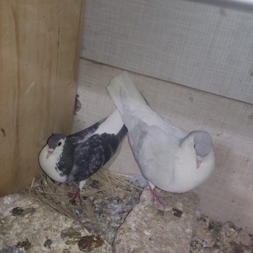 چند عدد کفتر