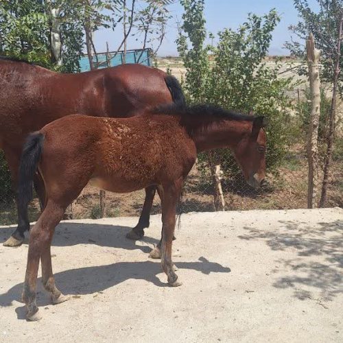 اسب مادیون سواری