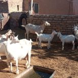بز صانع