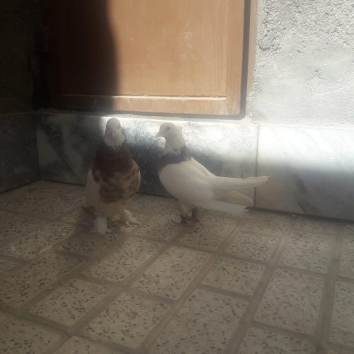 کبوتر پرشی و جفتگاه