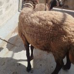 قوچ شیشک همو