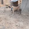 سگ سرابی جوان به شدت آدم گیر