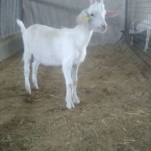 بزغاله نر سانن