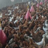 مرغداری پدر بزرگ