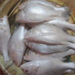ماهی جنوب فروشی