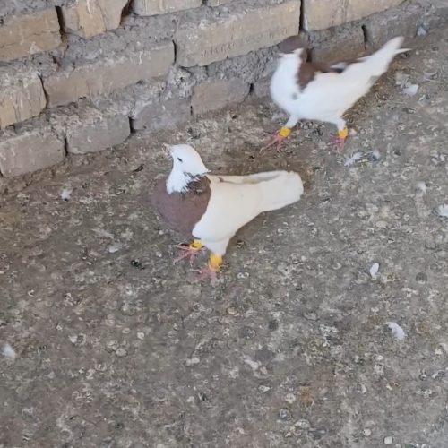 طوقی سرخ هفرنگ