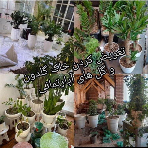 خدمات باغبانی هرسکاری گل کاری و تعویض خاک‌گلدون در منزل