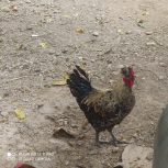 خروس محلی 7ماهه