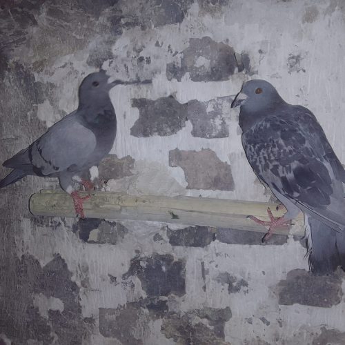 10 تا پرنده درجه یک