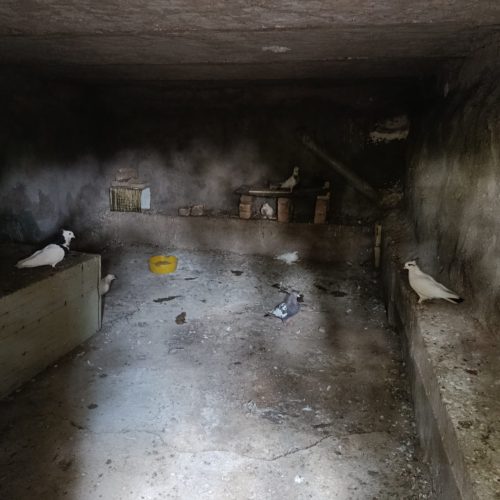 نزدیک 35تاکبوترنژادپلاکی وطوقی عروس