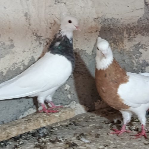 کبوتر‌کلفه