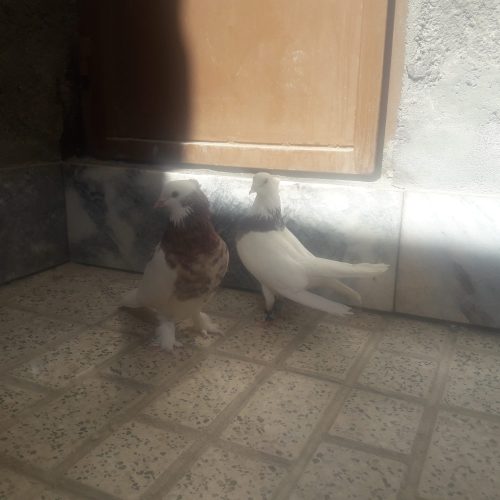 کبوتر پرشی و جفتگاه