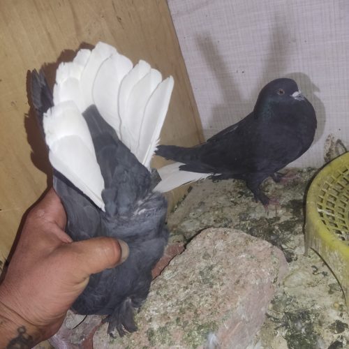 چند عدد کفتر