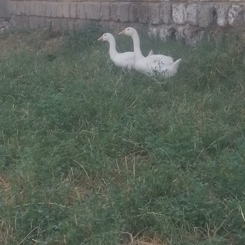 2عدد قاز سفید خوشگل