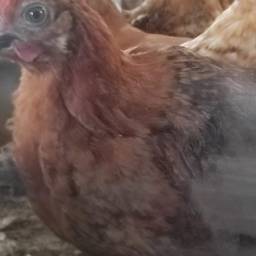 مرغداری پدر بزرگ