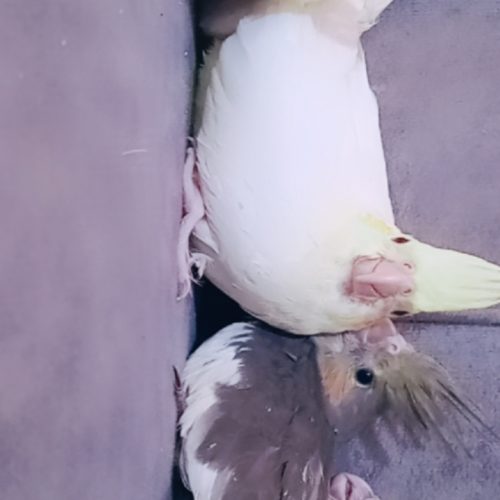 6عددعروس هلندی