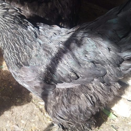 مرغ و خروس برهما