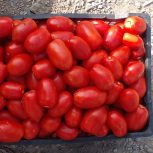 گوجه ربی درجه 1