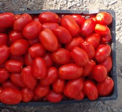 گوجه ربی درجه 1