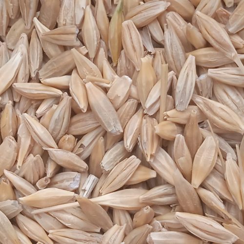 جو محلی