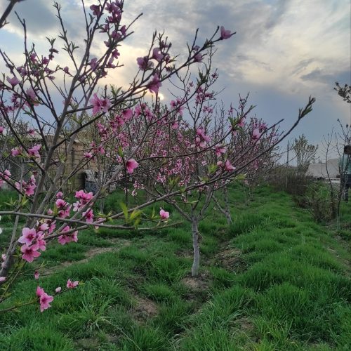 فروش باغ1000متری