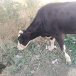 گاو سمینتال دورگه بفروش می‌رسد