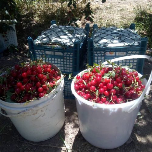 فروش فوق العاده باغ البالو