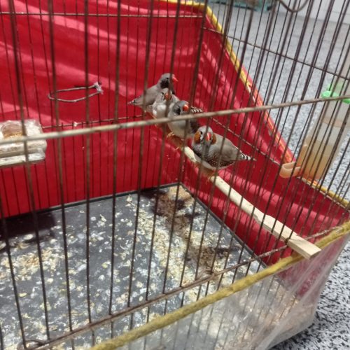 چهار عدد فنچ