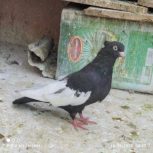 کبوتر سینه ای