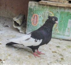 کبوتر سینه ای
