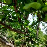 فروش باغچه 330 متری