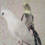 عروس هلندی نر سخنگو آلبینو چشم شرابی