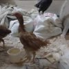فروش 5 عدد مرغ لاری اصیل