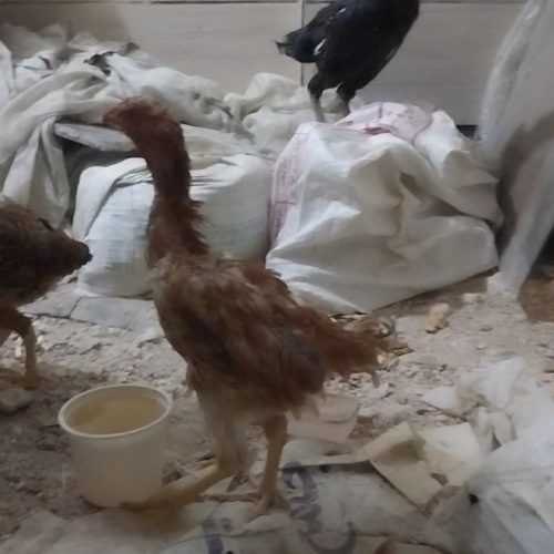 فروش 5 عدد مرغ لاری اصیل