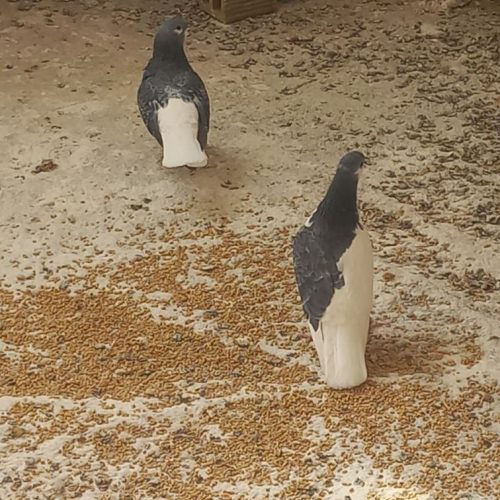 کفتر ساده مگسی